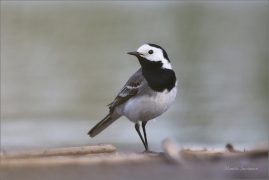 <p>KONIPAS BÍLÝ (Motacilla alba) /White wagtail - Bachstelze/</p>